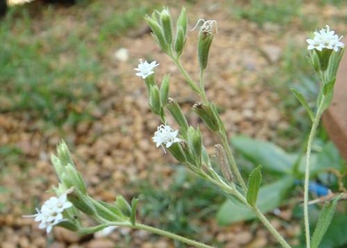 SAFLAX - Hierba dulce - 100 semillas - Stevia - Imagen 8 de 9