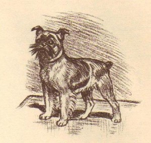Brussels Griffon - CUSTOM MATTED - 1954 Vintage Dog Art Print - Megargee