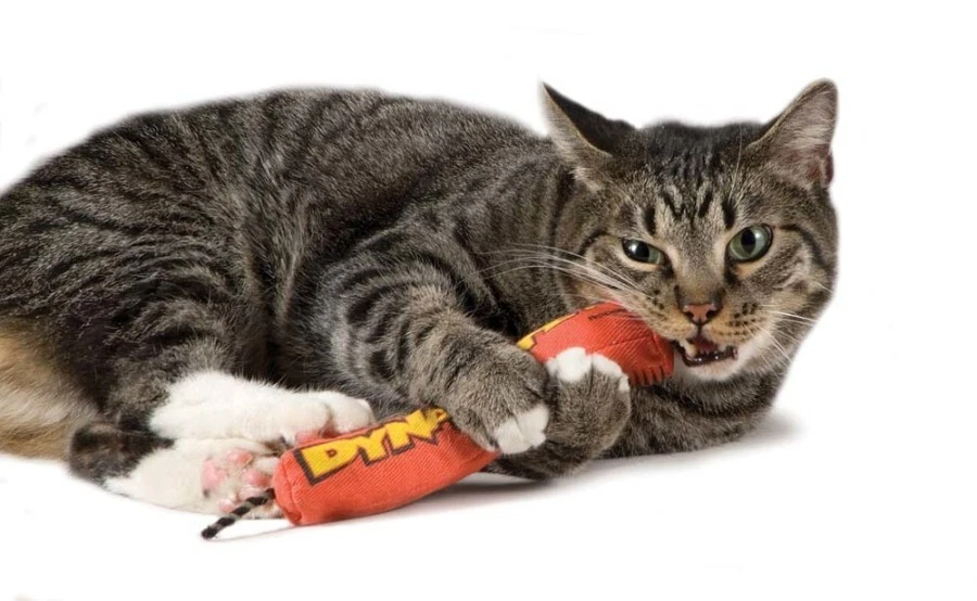 Catstages Green Magic Dynamite Stick Cat Toy, Red, One-Size 