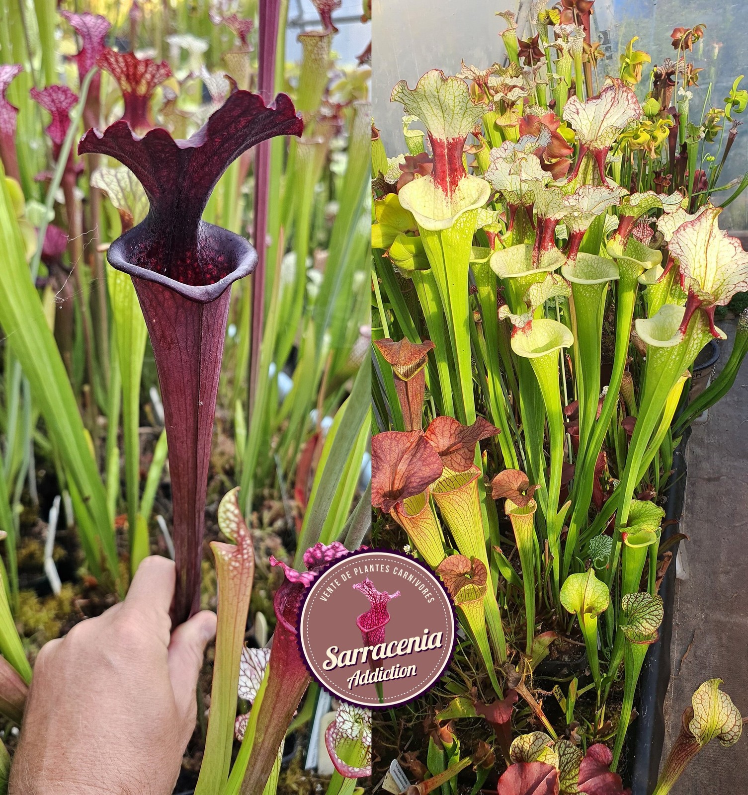 Sarracenia graines carnivores rares pour créer une mini tourbière sur balcon