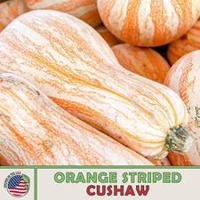 10 Orange Striped Cushaw Pumpkin / Squash Seeds, Heirloom, Non-GMO, Genuine USA
