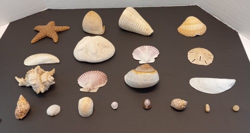 Treasure Chest of Seashells; Wooden Chest with 3 lbs. Assorted Shells Hygge GUC - Picture 2 of 21