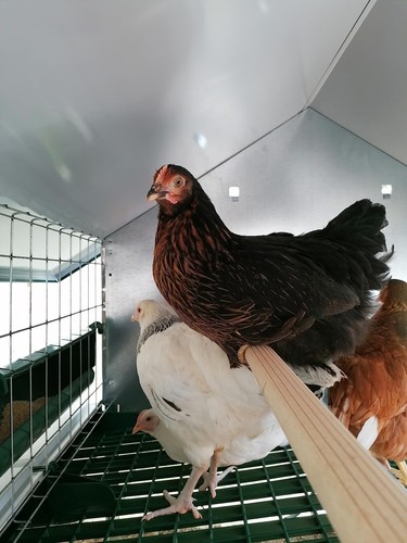 Pollaio da giardino per galline ovaiole – modello “REAL” 🐓 BOROTTO🔝ORIGINALE ❗ - Foto 6 di 13