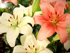 Asiatic Lily BIG Flower bulbs Pink white mix hardy Up to 6" flowers 3 bulbs inc