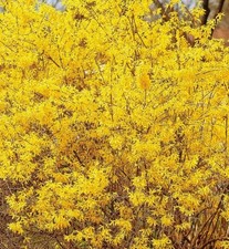 Forsythia - Buy One Get One Free - Mature 3+