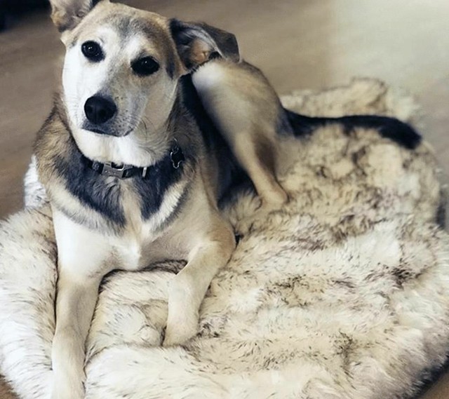 sonny classic dog bed