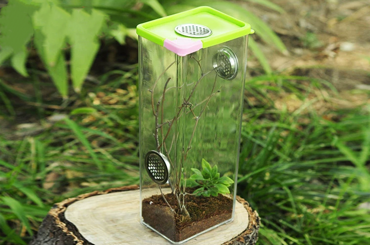 Praying Mantis Stick Insect beetle Arboreal Keep Cages Feeding Box ...
