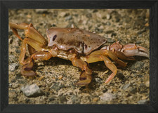 Quadro stampa su tela poster arte da parete con cornice granchio