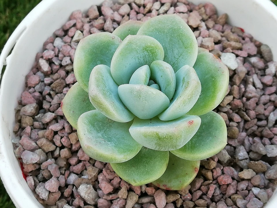 Ice Green  Echeveria about 5cm succulent  - Image 4 of 4