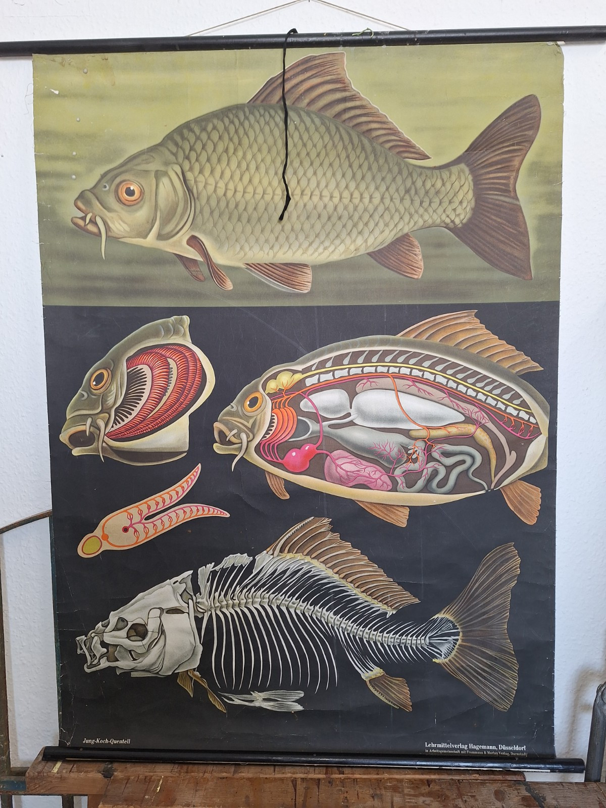 Antike Schulrollkarte/ Lehrkarte " Aufbau des Karpfens Fisch " um 1940/50