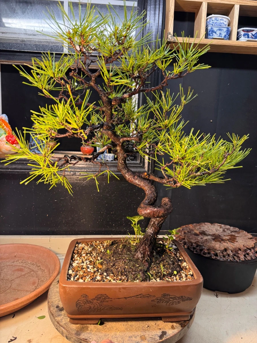 Las mejores ofertas en rboles Bonsai de Pino | eBay