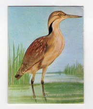 Greggs NZ aquatic birds 1974. Little Bittern