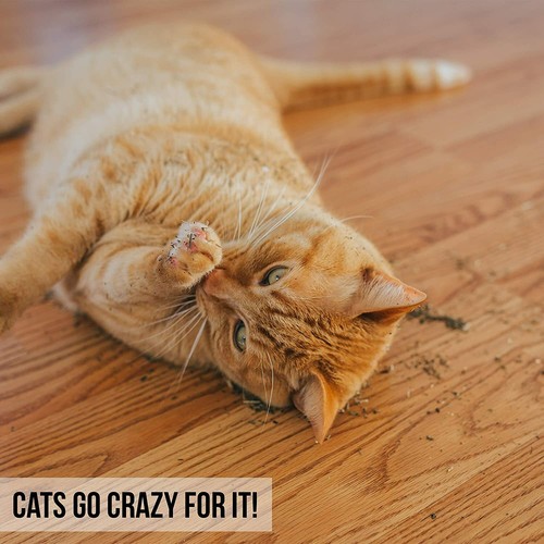 Our Pets Premium nordamerikanische Katzenminze 2,25 Unzen - Bild 1 von 4