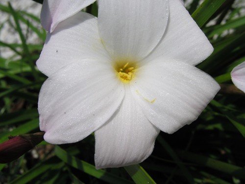 Rain Lily, Zephyranthes Labufarosea mixed colors, 5 bulbs, NEW, habranthus - Picture 7 of 12