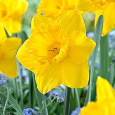 Garden State Bulb Narcissus Trumpet Dutch Master Daffodil Flower Bulbs, 14/16cm