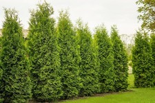 1st. Thuja Brabant 80 - 120cm XXL im Topf Heckenpflanzen Lebensbaum Immergrün