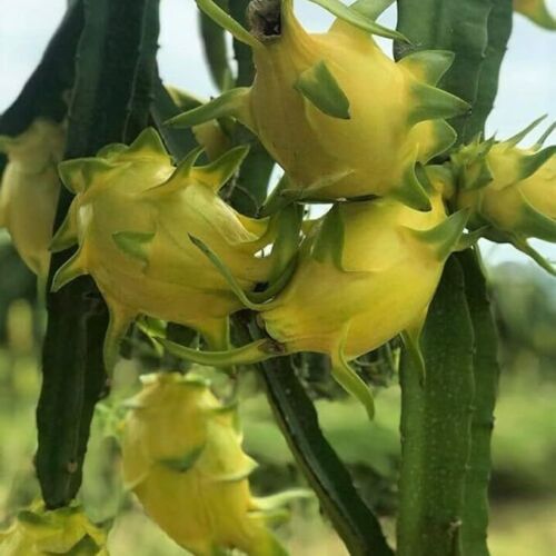 3 tipos de sebas de fruta de dragón (paquete total de 60) rojas, vietnamitas blancas, amarillas - Imagen 2 de 5