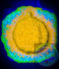 SAF~WWC’s  Watermelon Psammacora  Coral Frag “WYSIWYG”, SPS, Live Coral Colony