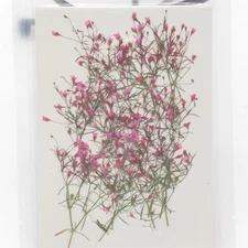 12PCS side Pressed Tiny flower, dyed color pink with leaves stem FSS103 #11