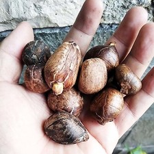 20-200 semillas frescas de pan grande Kluwih (Artocarpus Camansi)