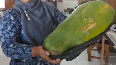 Ladung sp. Riesiger afrikanischer Papaya grüner Halbzwerg - 10 frische Samen + GESCHENK