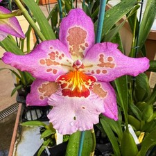 IN SPIKE / BUD  Oncidium Orchid  Bllra. Hawaiian Nights  4" Pot