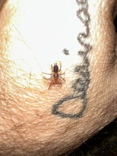 Tarántula enana babuino castaño de Tanzania (Heterothele villosella)