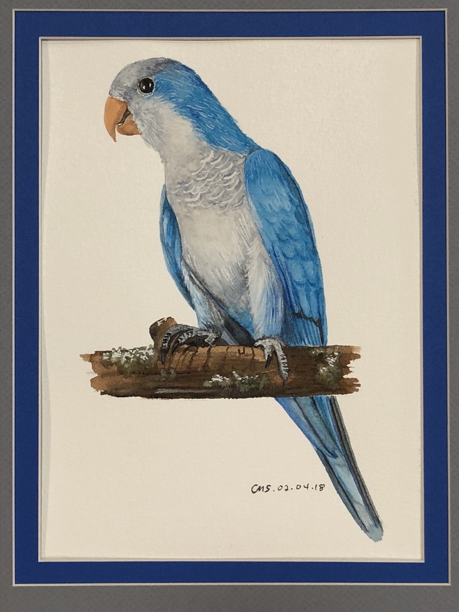 Blue Quaker Original Painting Watercolor with Mat