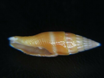 MITRA ''VEXILLUM'' LUIGIRAYBAUDII: ONLY ONE ON EBAY FOR SALE @ 19.51MM! RARE!