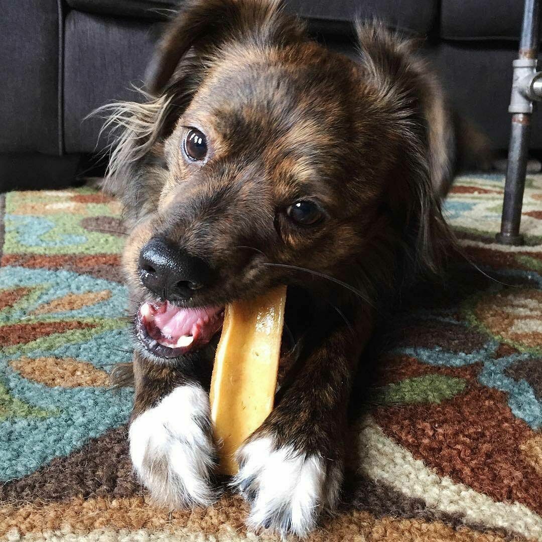NATURAL HARD YAK CHEESE STICKS CHEWS LONG LASTING ORGANIC DOG TREAT FOR ALL DOGS