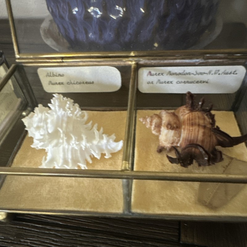 Albino Murex chicoreus Shell Pair with Murex Monodon or cornucervi