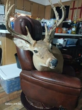 LARGE 8 POINT Whitetail Deer Shoulder Mount Taxidermy 