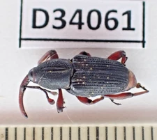D34061. Insects, Curculionidae sp. Vietnam, Nghe An