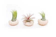 3 Pack Pink Urchins with Assorted Air Plants - Wholesale - Easy Care Tillandsia