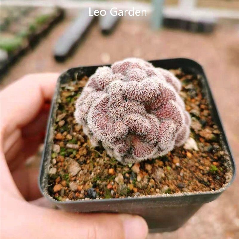 Mammillaria compressa f.cristata