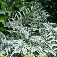 Japanese Painted Fern 'Metallicum' Medium Plug Plant x 4. Silver