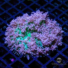 (A22) XL St. Thomas Mushroom (3-4") - WYSIWYG Live Coral Frag