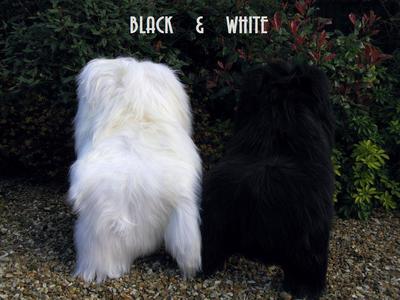 Genuine  Natural Icelandic Sheepskin Rug long fur  Large White -Black