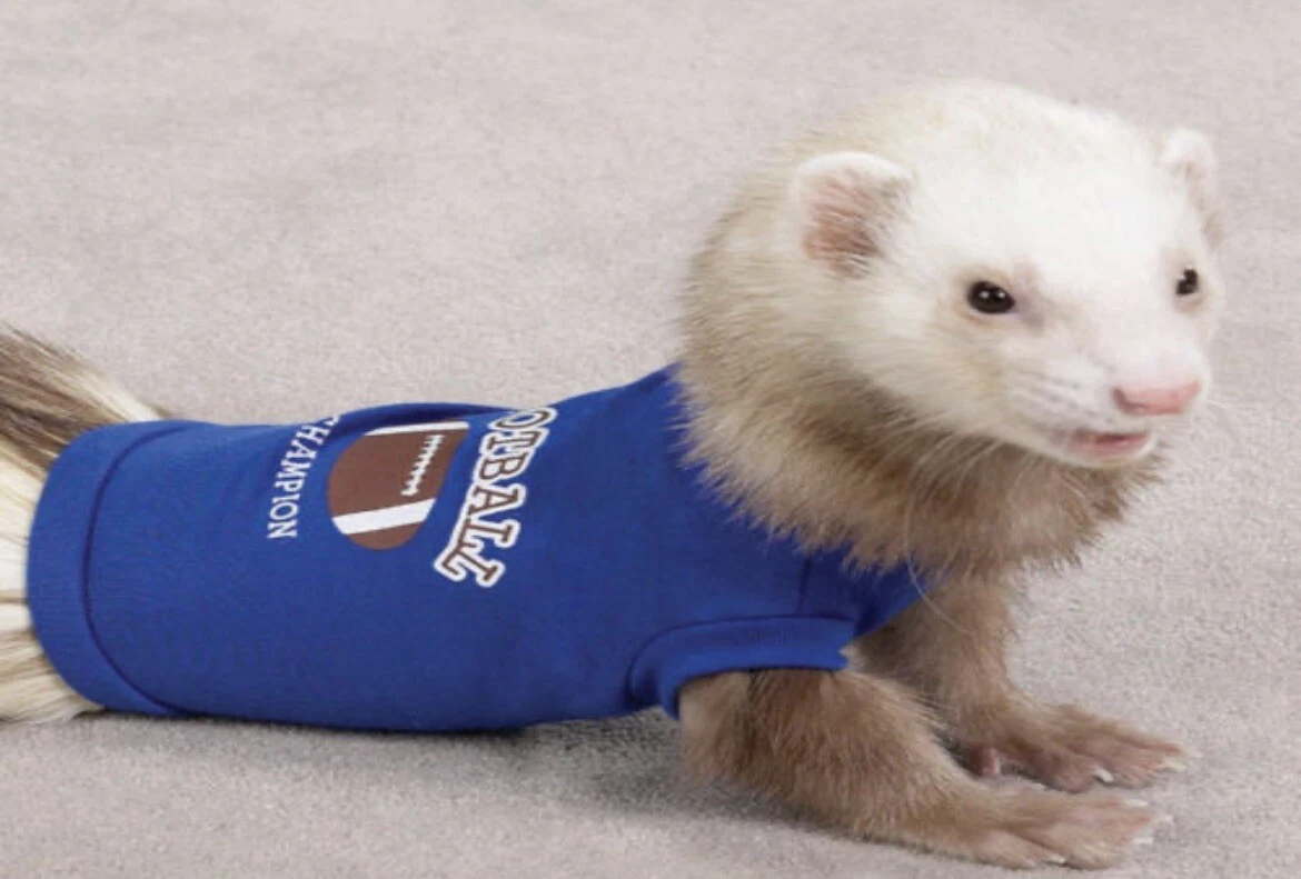 Ferret clothes cheap ebay