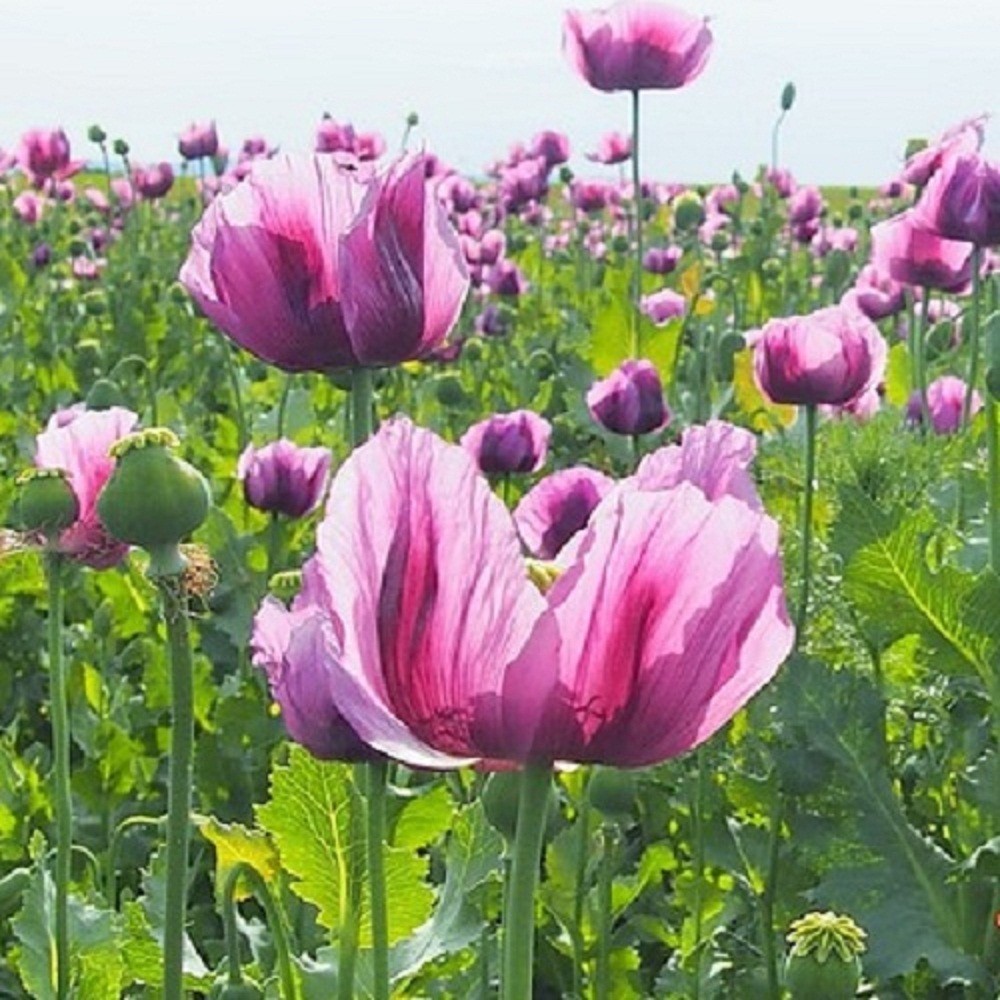 10,000 Untreated Hungarian Papever Somniferum Poppy Seeds For Planting  Growing | eBay