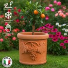 Bettini Deruta | Vaso Cilindro Terracotta Uva Ø27-31cm Fioriera con Foro