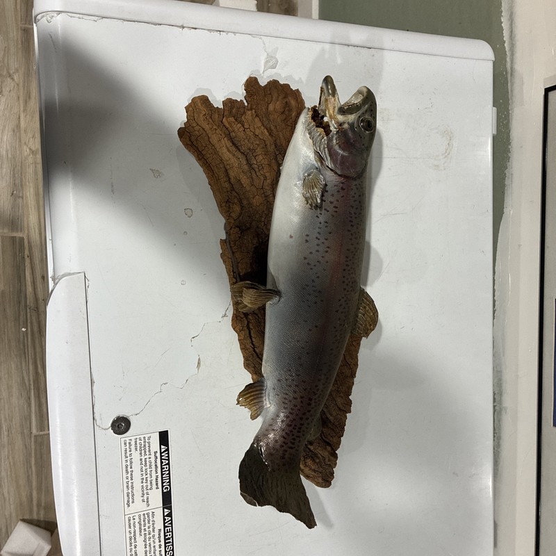 Fish Mount 18” Long Looks Damaged Maybe Complete Junk. !!