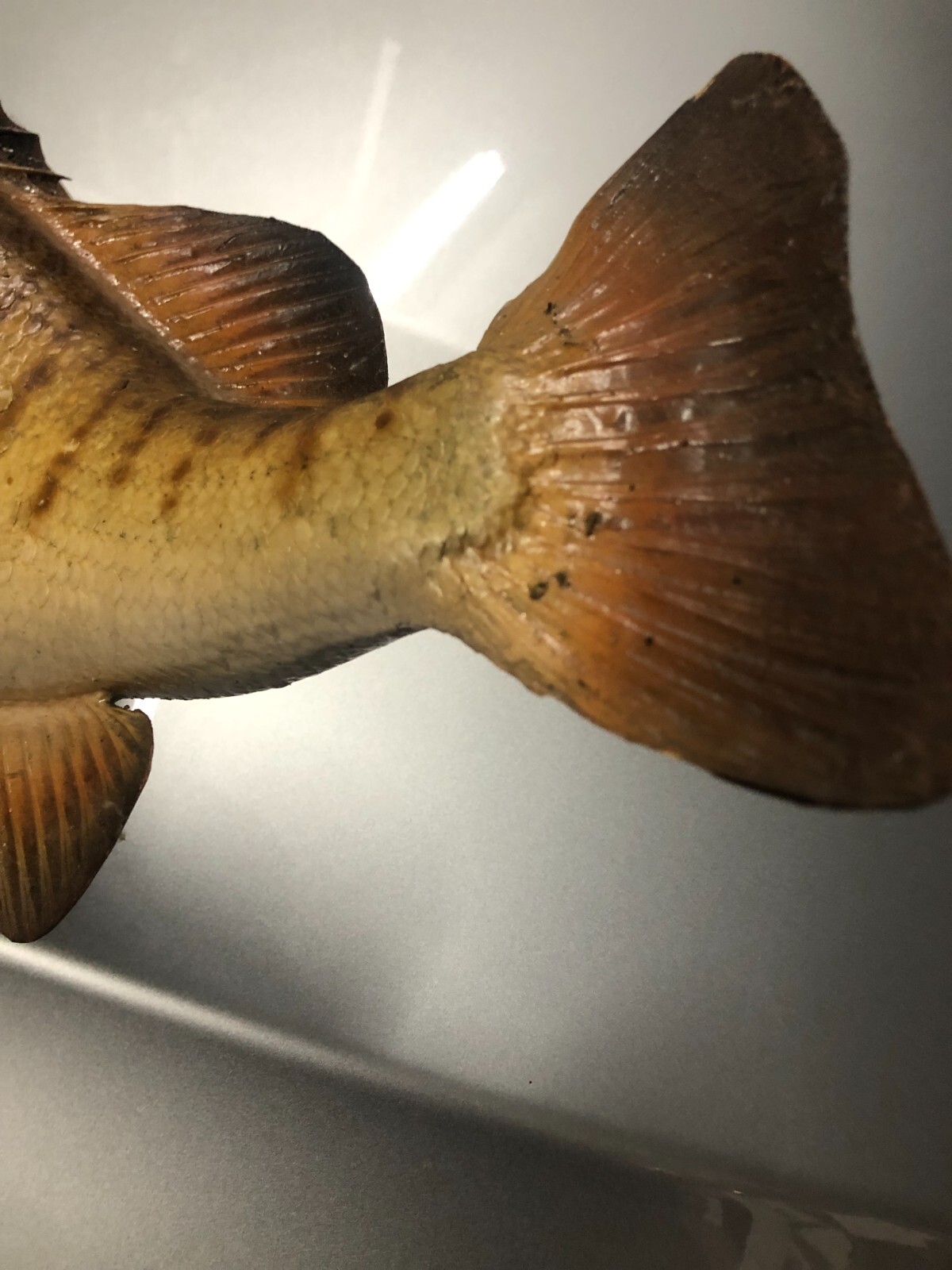 Smallmouth Bass Taxidermy real skin mount eBay