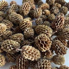 50g Casuarina Cones / Pods Blackwater Dried Botanicals Aquarium Terrarium