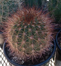 Soehrensia formosa South American Barrel  Cactus 53