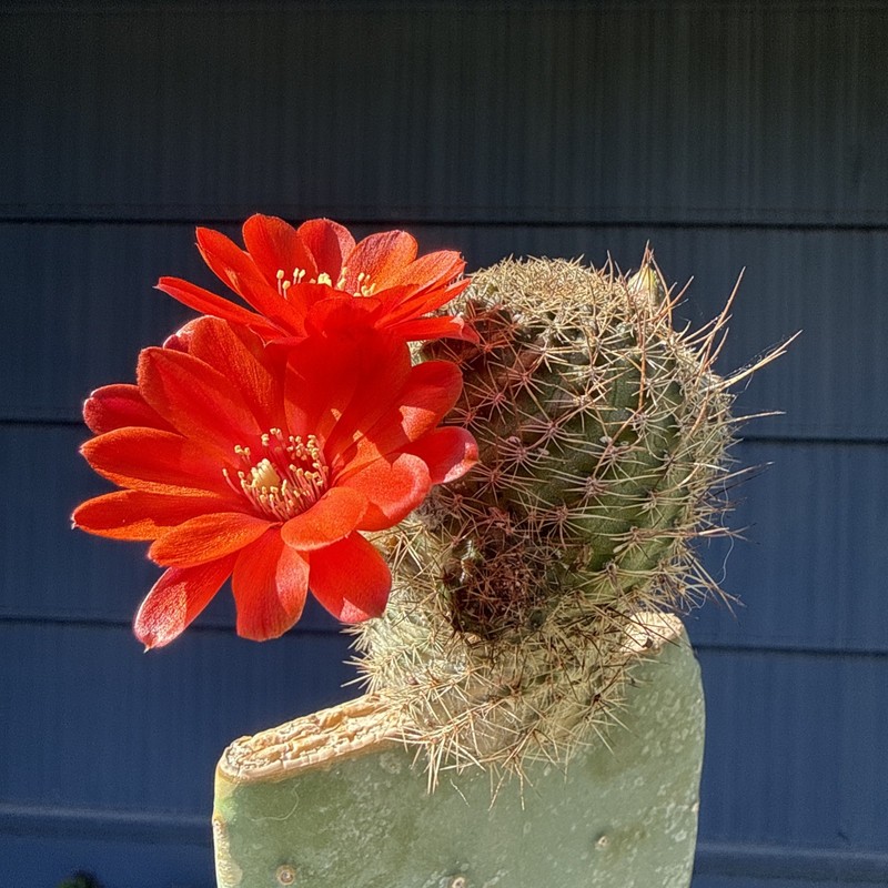 Rebutia Species Grafted on Opuntia Pad #247 Rare Collector Cactus Large Plant