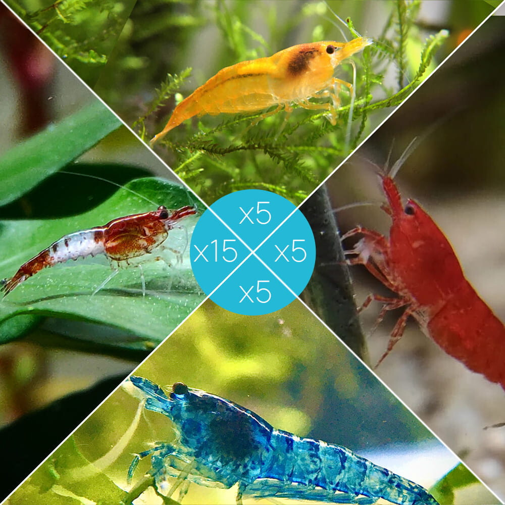 Lot de 30 crevettes d'aquarium d'eau douce : 15 Rili Sakura, 5 Orange, 5 Bloody Mary, 5 Bleues