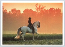 Andalusian Horse Dressage Scene Vintage Postcard