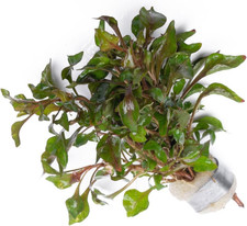 Alternanthera Bettzickiana Live Aquatic Plant for Terrarium Paludarium 1 Bunch