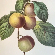 P. J. Redoute Fruit REINE CLAUDE FRANCHE Botanical Art Print Book Plate 116